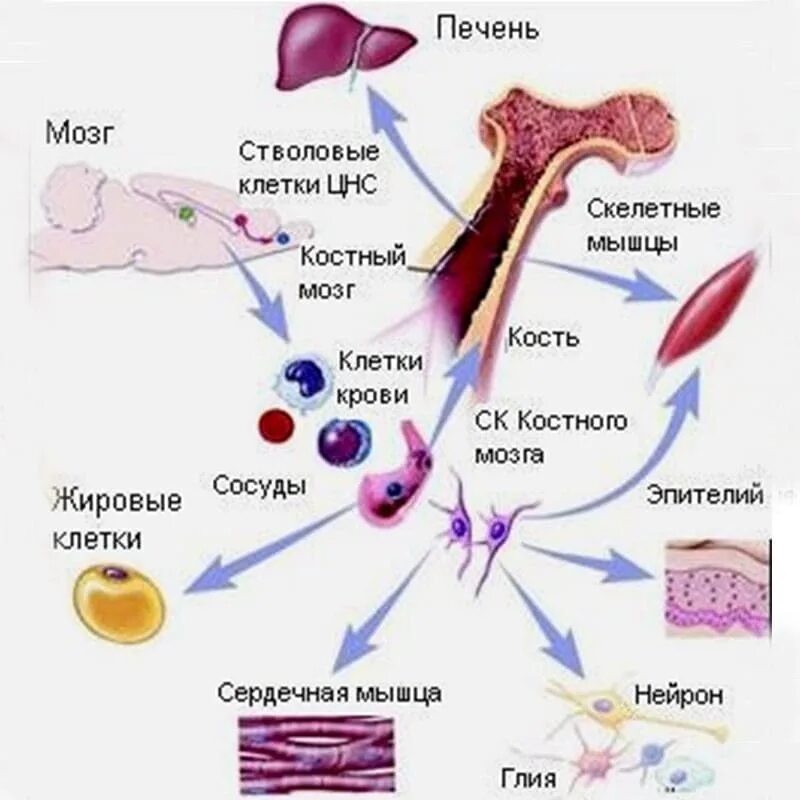 Стволовые клетки печени. Стволовые клетки. Источники стволовых клеток. Стволовая клетка костного мозга. Мезенхимальные стволовые клетки.