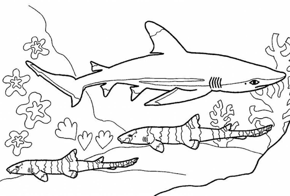 Раскраски акула. Раскраска акула и корабль. Машина акула раскраска. Tiburon раскраска для детей. Акула толстой раскраска.