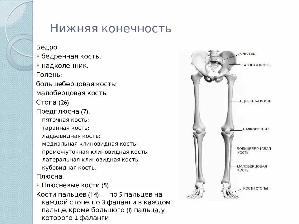 Нижние конечности бедро. Большеберцовая кость голени. Бедренная кость анатомия берцовая кость. Нижние конечности человека анатомия кости берцовая кость. Кости нижней конечности бедренная кость человека.