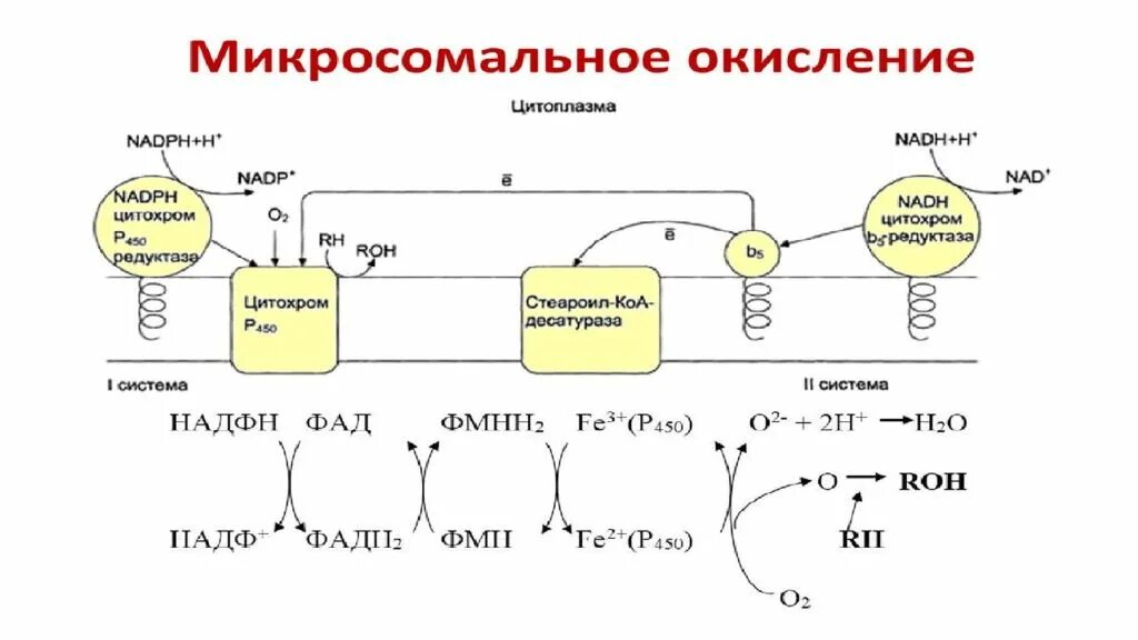 Процесс биологического окисления. Схема процесса биологического окисления. Биологическое окисление схема реакций. Биологическое окисление биохимия схема. Схема цепи биологического окисления.