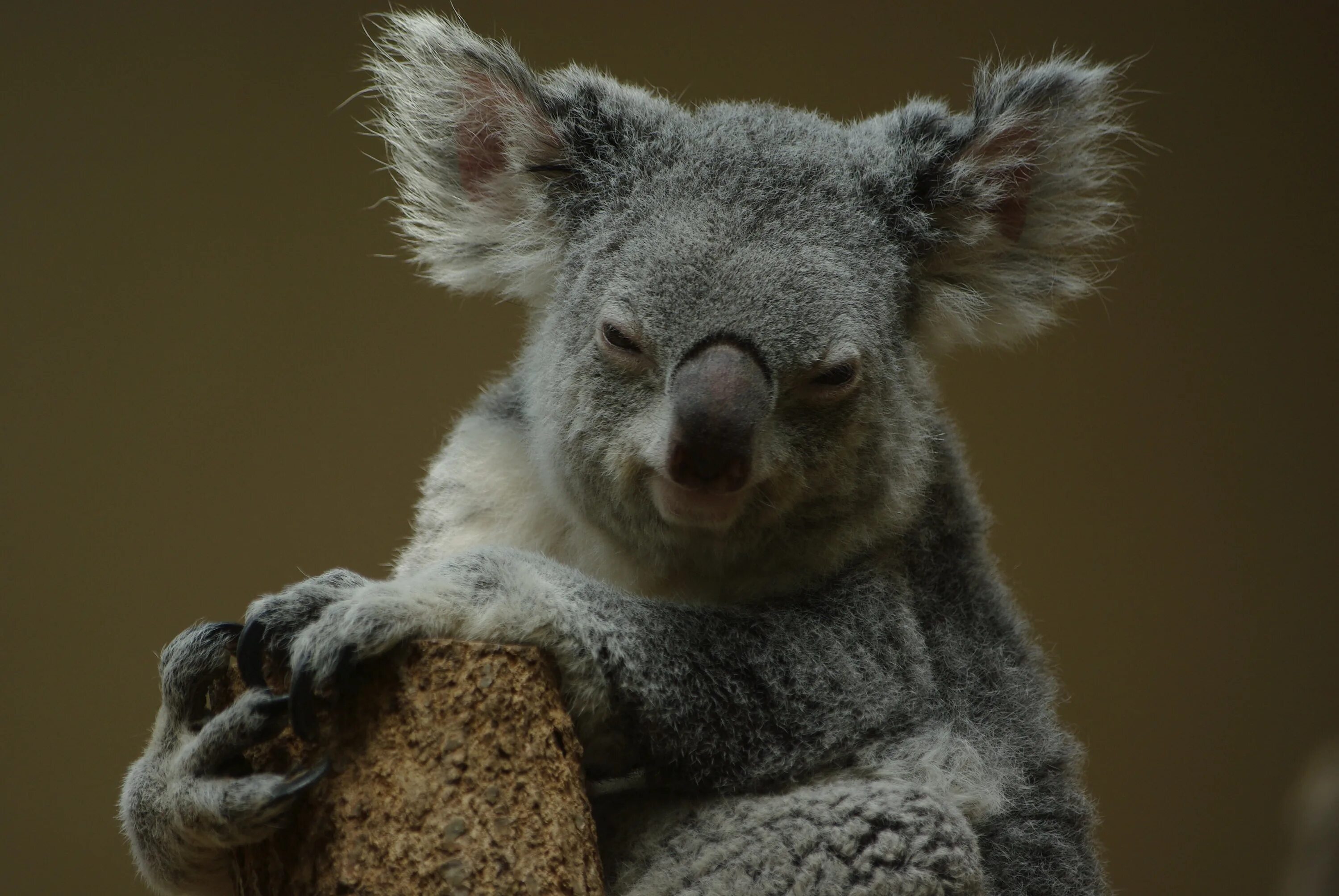 Коала. Злая коала. Лысая коала. Алекс коал