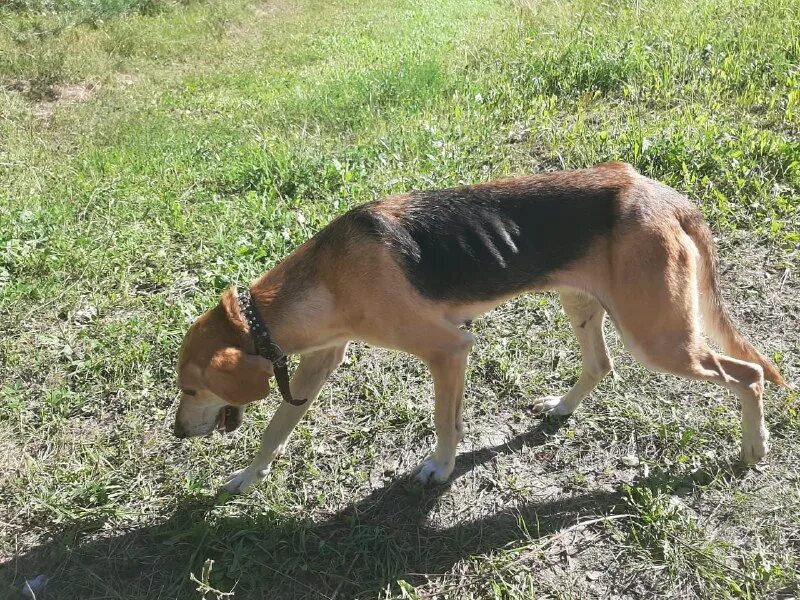 Инфо собака. Красивые собаки. Умный взгляд собаки. Овчарка короткошерстная динго. Овчарка короткошерстная динго.