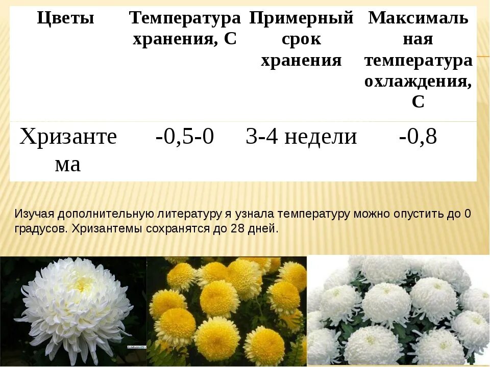 Температура в цветочном холодильнике. Цветы температура хранения. Температура цветов. Температура хранения хризантем. Температура хранения букета.