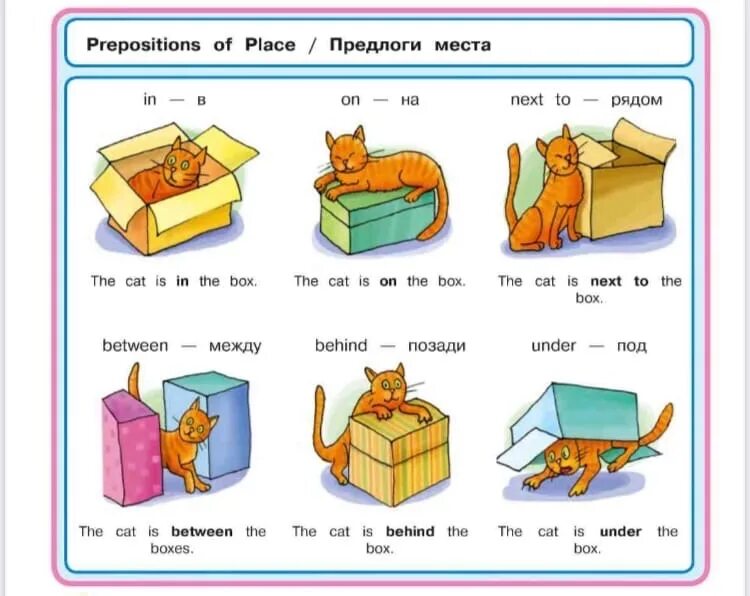 Where is the cat