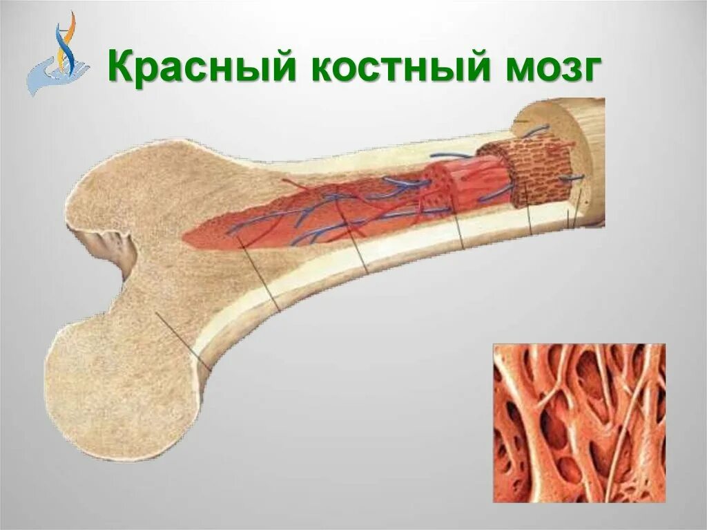 Желатинозный костный мозг. Кроветворный костный мозг.