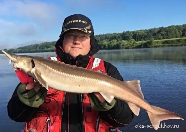 река ока рыба водится. река ока рыба водится. река ока рыба водится. какая рыба водится в оке. ока в серпухове рыбалка.