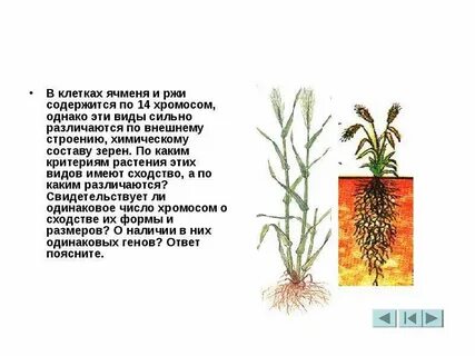 Согласование ржи
