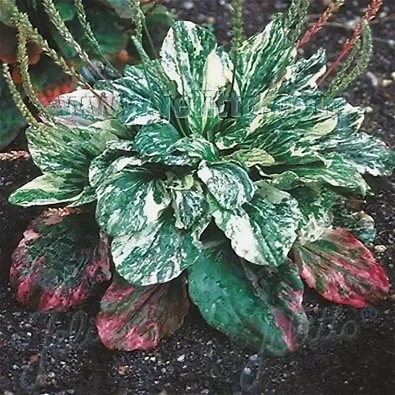 Plantago major - Image of an specimen - Plantarium
