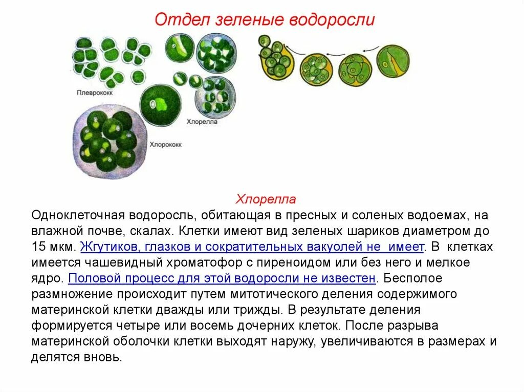 Зеленые водоросли хлорелла. Одноклеточные растения хлорелла. Одноклеточная водоросль хлорелла. Зеленые водоросли хлореллы строение.