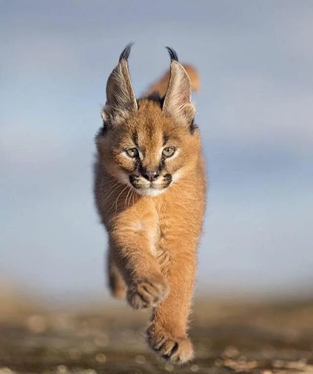 Purfect feet. Lynx. Funny stuff Cats, Animals, Cute animals