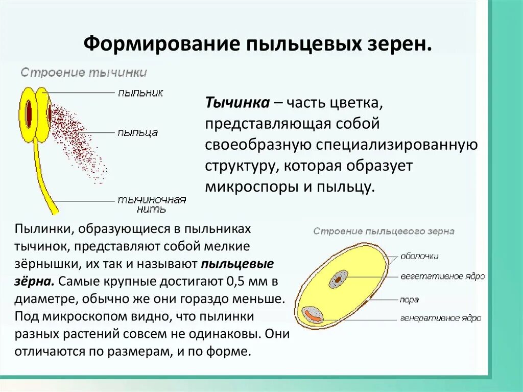 Пыльца цветковых формируется в