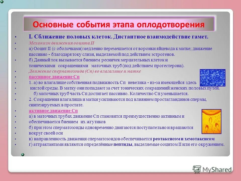 Оплодотворение яйцеклетки схема. Этапы двойного оплодотворения у растений. Оплодотворение яйцеклетки схема. Этапы оплодотворения таблица. Этапы оплодотворения таблица.