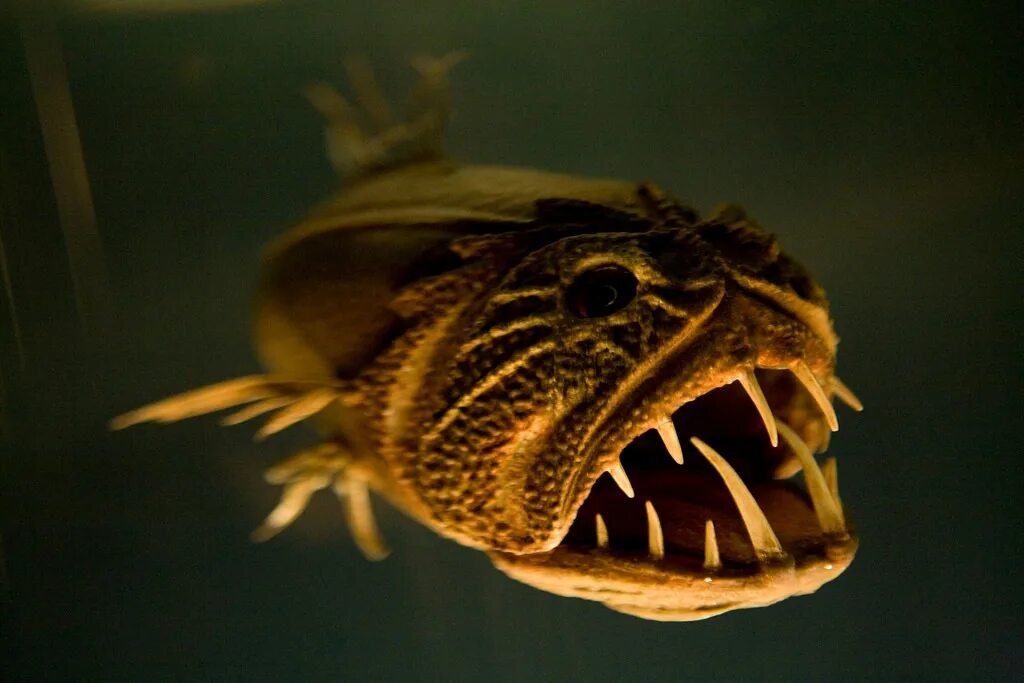 Страшные рыбы в океане. Длиннорогий Саблезуб. Длиннорогий Саблезуб рыба. Саблезуб (Anoplogaster cornuta). 2. Длиннорогий Саблезуб.