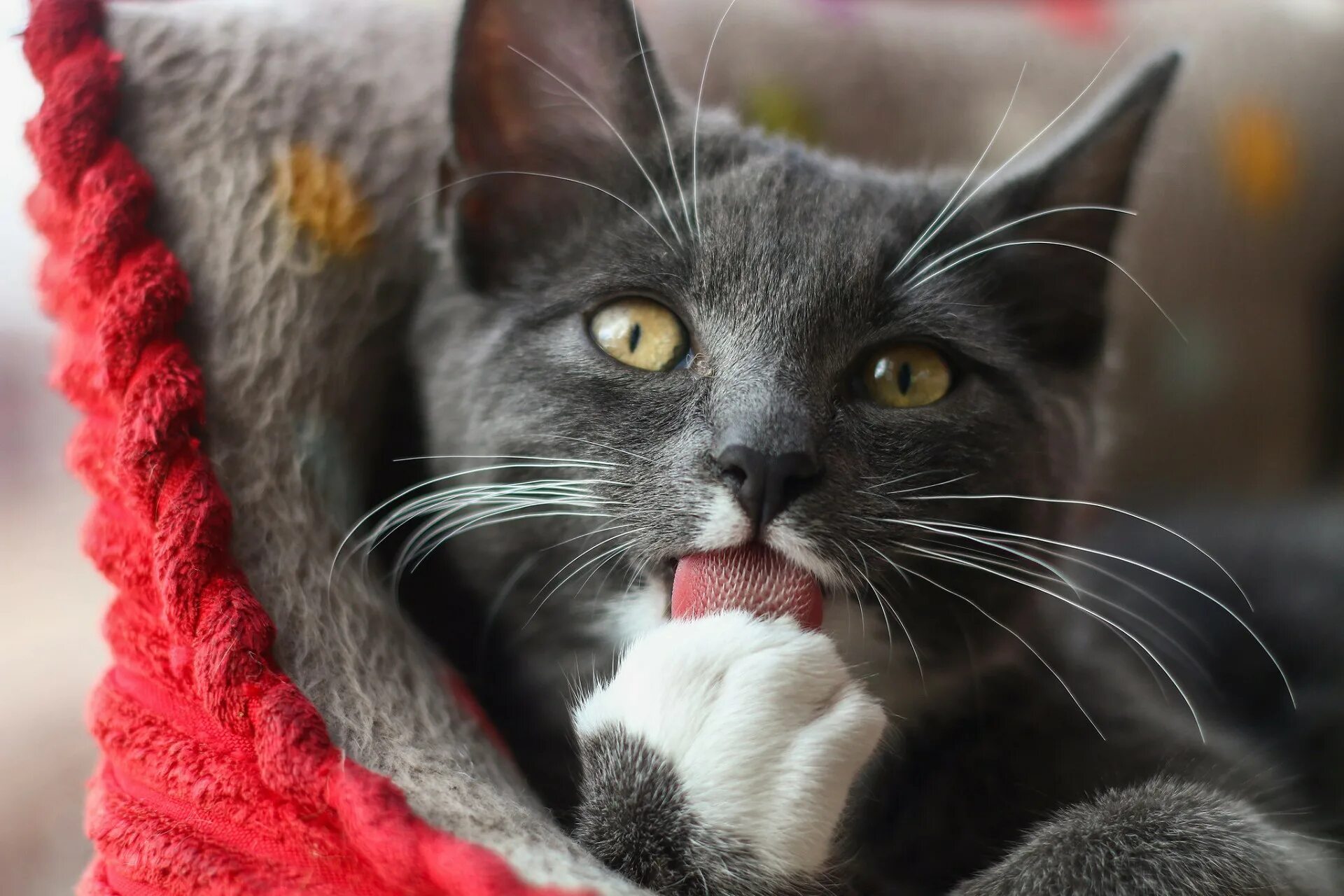 Кошка кошачий. Кошка облизывается. Кошка с высунутым языком. Котенок с языком.