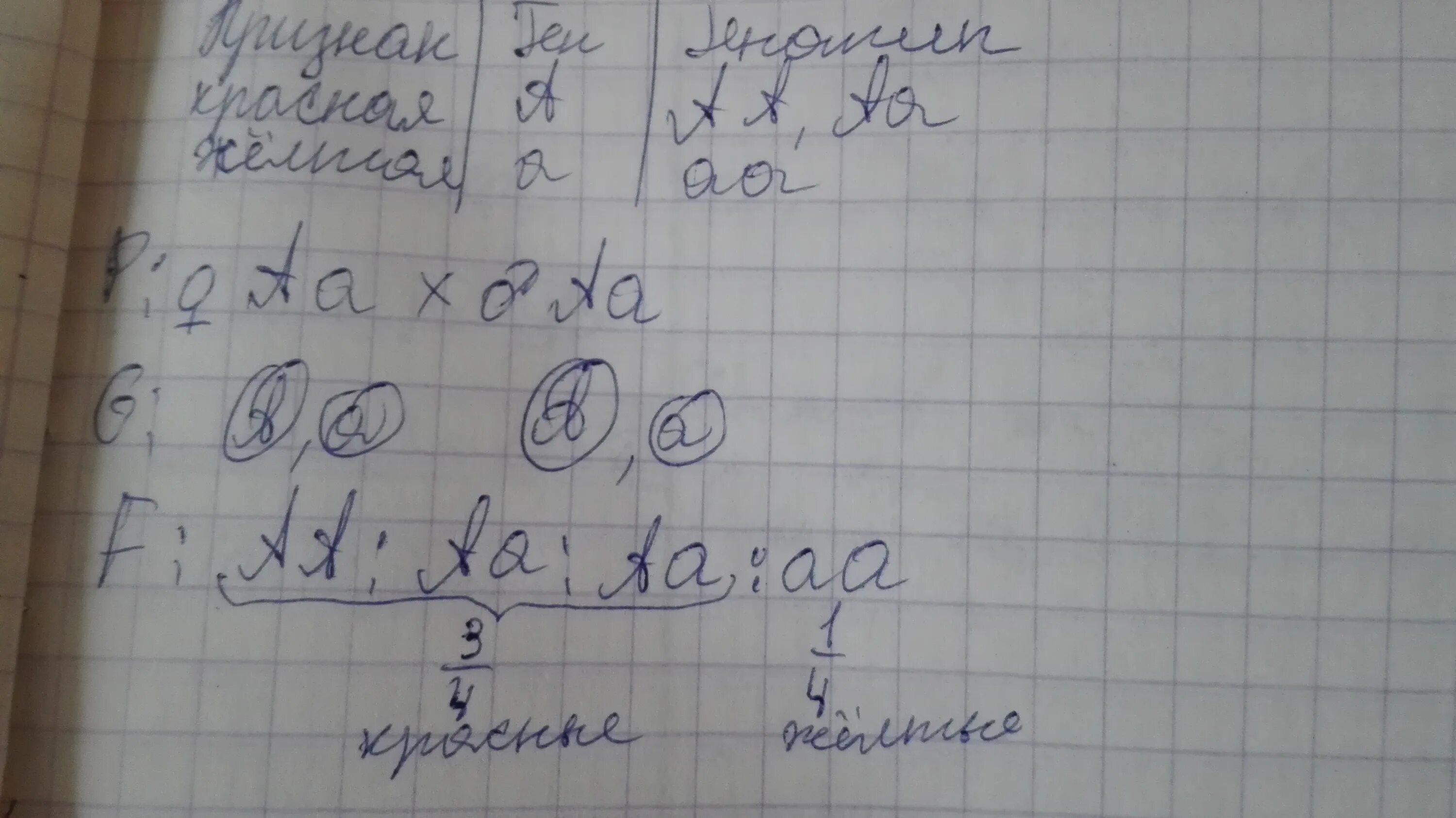 У томатов красная окраска доминирует над желтой. У томатов красный лкрас плода доминирует дан желтым. У томатов красная окраска плодов доминирует над желтой. У томата гладкая кожица плода доминирует над. У моркови желтая окраска корнеплода доминирует.