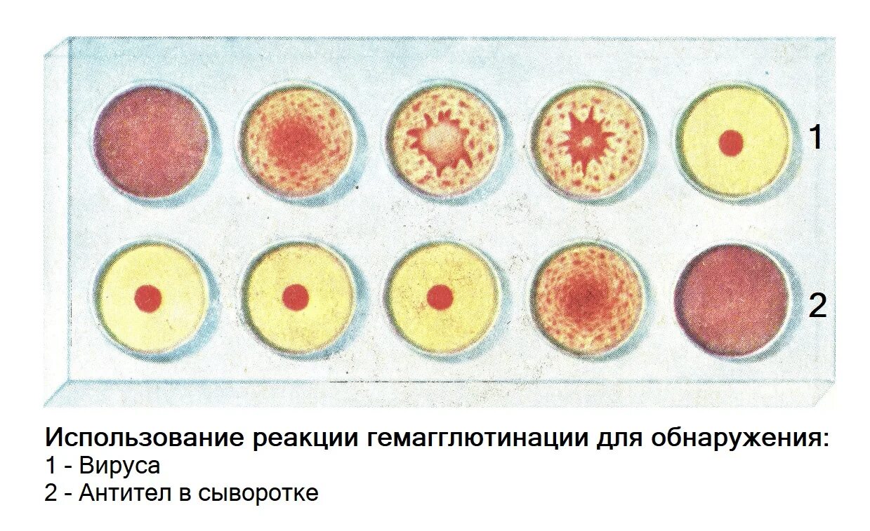 Гемагглютинация это