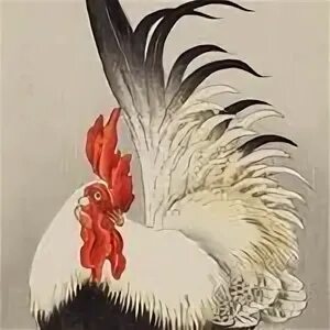 Петуха 7. Петуха 7