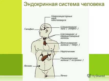 Что такое эндокринная система