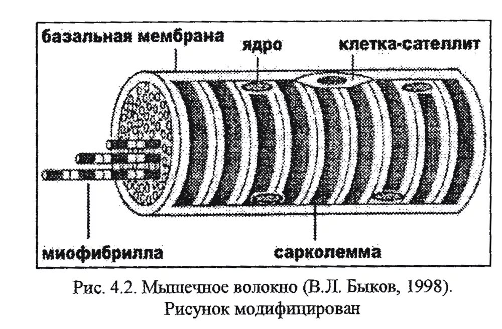Базальная мембрана эпителия. Строение базальной мембраны. Базальные мембраны эпителиоцитов. Базальная мембрана интегрины. Волокна базальной мембраны.