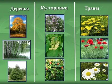 Окружающий мир 2 класс растения деревья