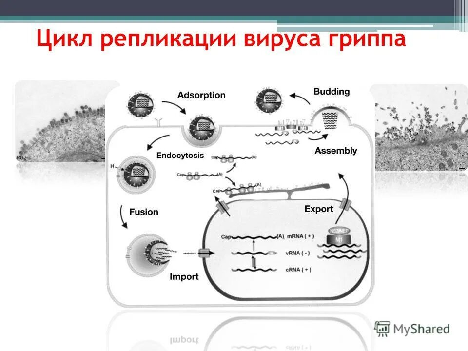 Грипп репродукция. Грипп репродукция