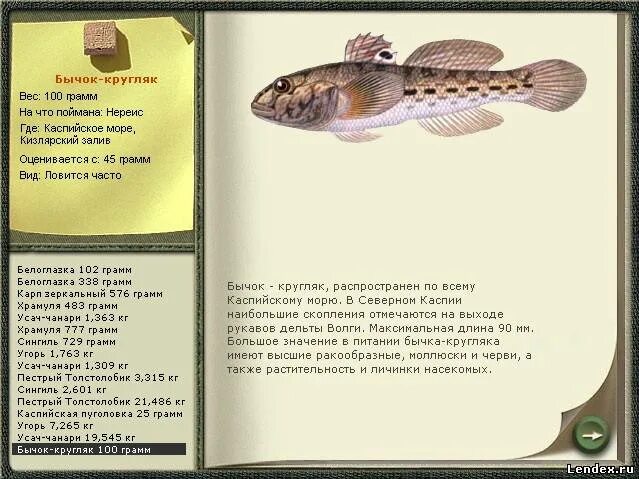 Бычок кругляк. Каспийский бычок-кругляк. Бычок кругляк рыба. Рыба бычок в Каспийском море.