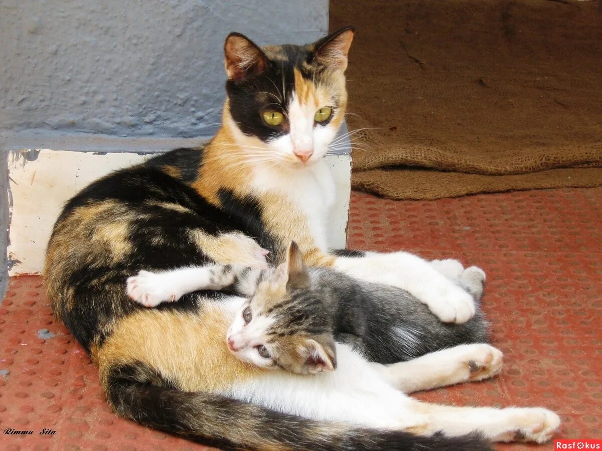 Сибирская кошка сибирская трехцветная. Британская длинношёрстная кошка трехцветная. Сибирская трехшерстная кошка. Трёхцветная кошка крысолов. Кошка муся.