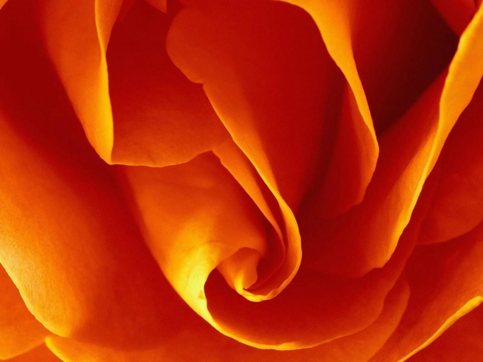 Orange color