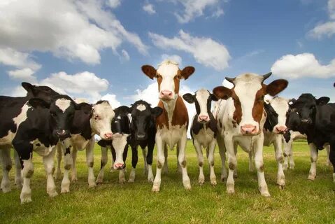 Cows farm