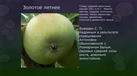 Золотое летнее
