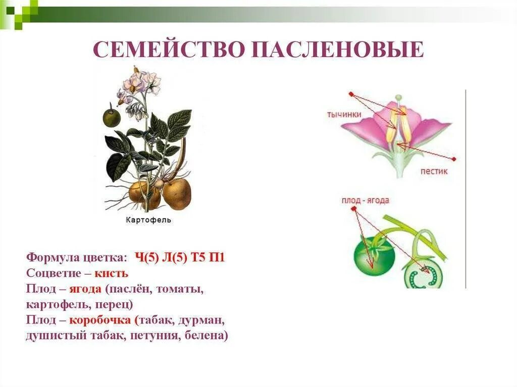 Особенности внешнего строения пасленовых. Строение семейства пасленовых. семейство пасленовые строение плода. формула цветка пасленовых растений. представители пасленовых растений 6 класс.
