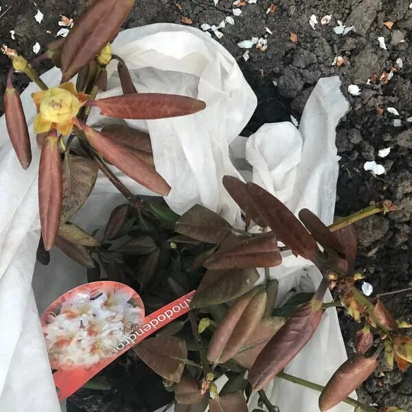 Как спасти рододендрон после зимы. Рододендрон вечнозеленый листья. рододендрон покоричневели листья. рододендрон повяли листья. рододендрон после зимы.