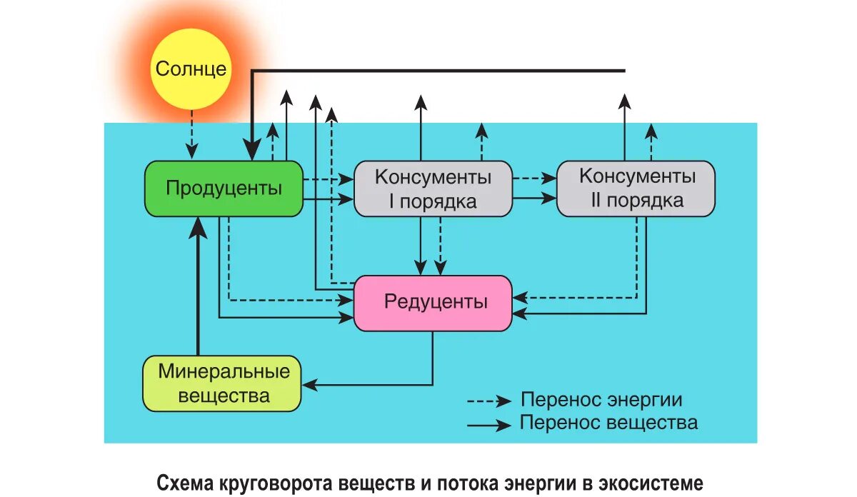 В экосистеме основной поток вещества. Продуценты схема. Экосистема продуценты консументы редуценты. Экосистемы по источнику питания. Продуценты консументы и редуценты это.