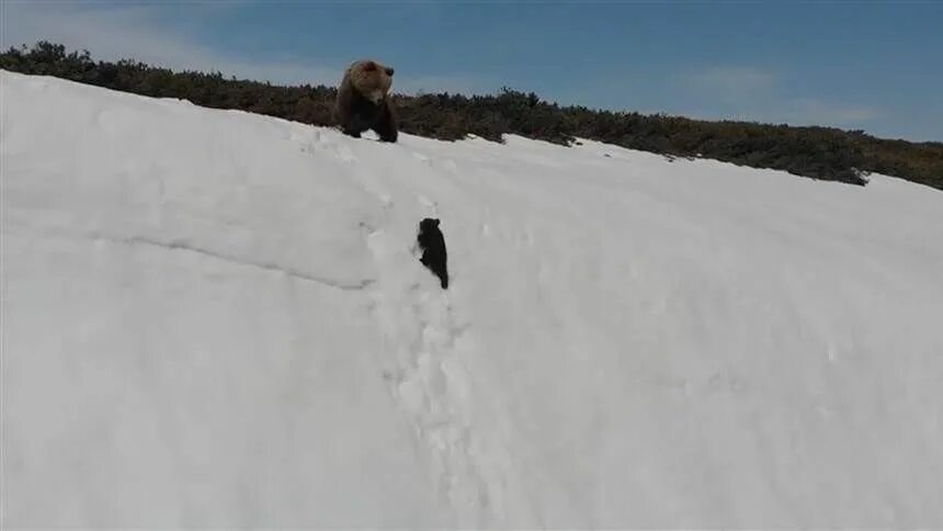 Медведь зимой. Упала в снег медведь проворно. Медвежонок зимой. Медведь вылезает из берлоги гиф. Упала в снег медведь проворно.