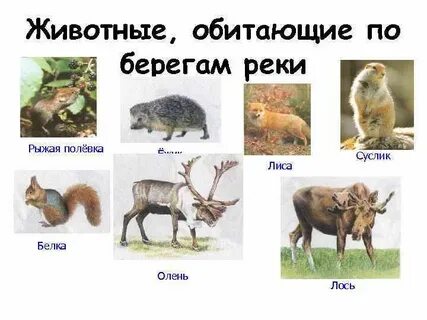 Животные лены