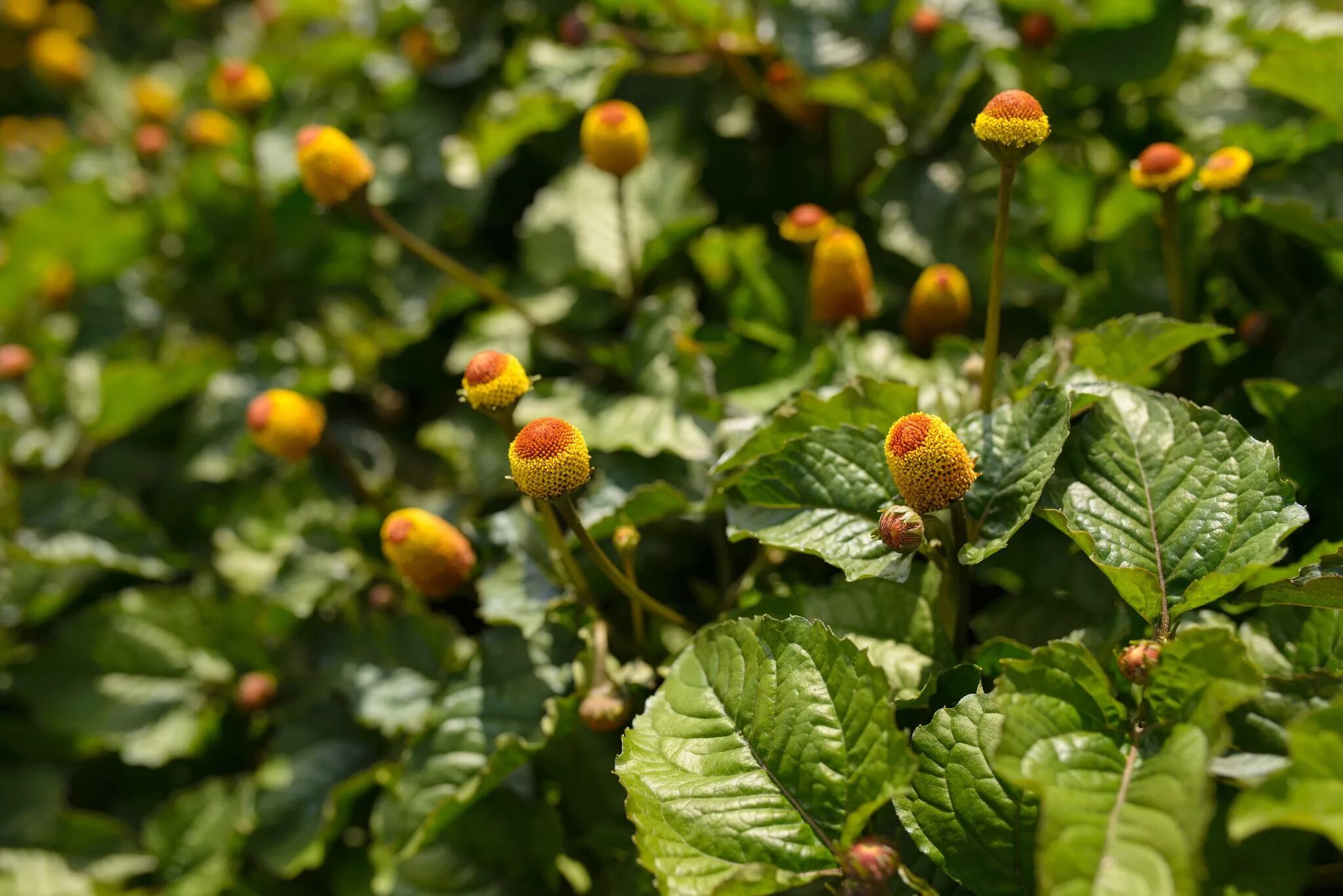 Plant video. Акмелла Спилантес. Акмелла (Спилантес) цветок. Самба Спилантес огородный. Акмелла Огородная (Acmella.