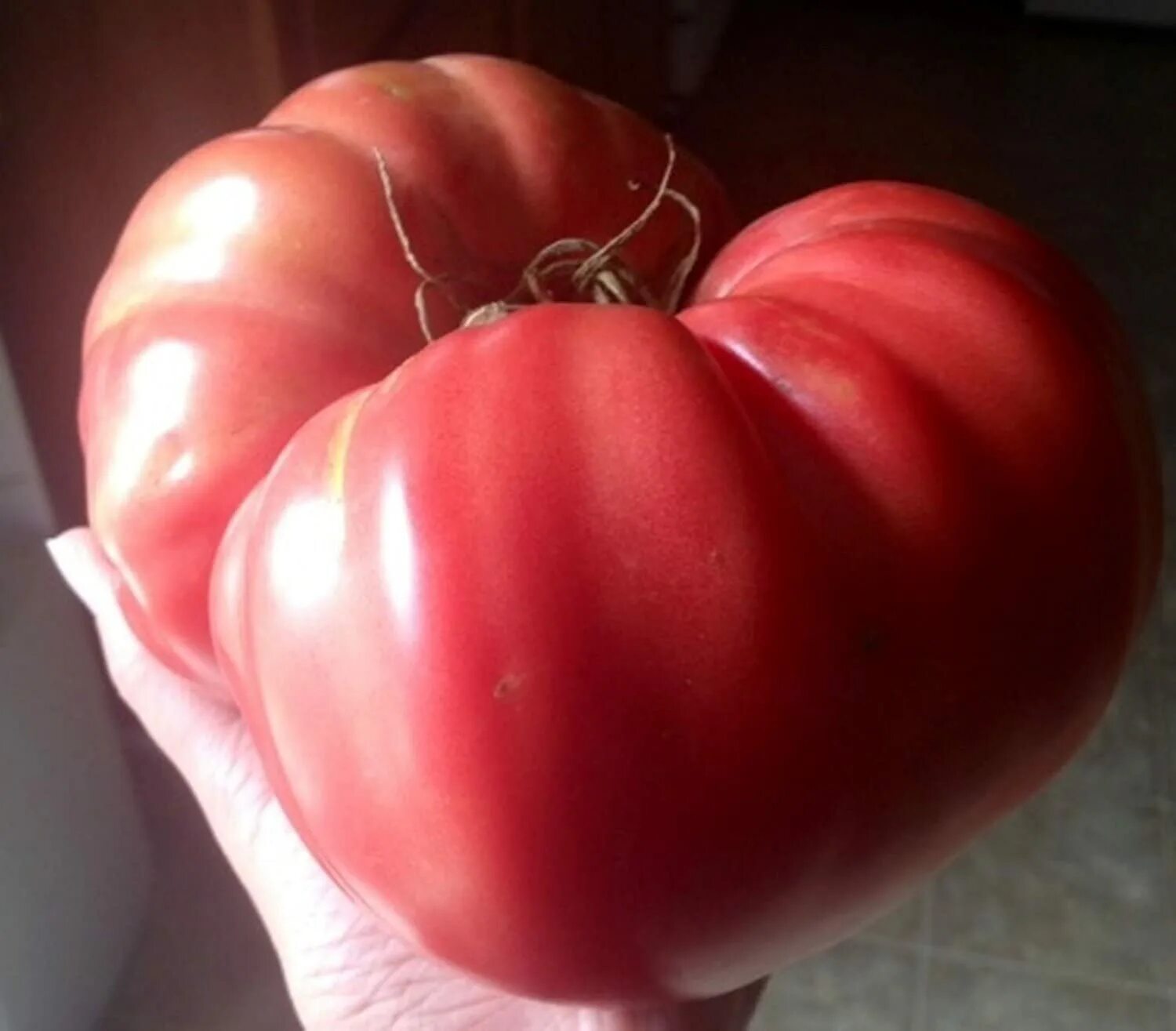 Tomato 10. Томат Ребекка Себастьян. Томат бычья сумка Ребекки Себастьян. Томат Медвежий коготь. Томат большой розовый Макклинток.