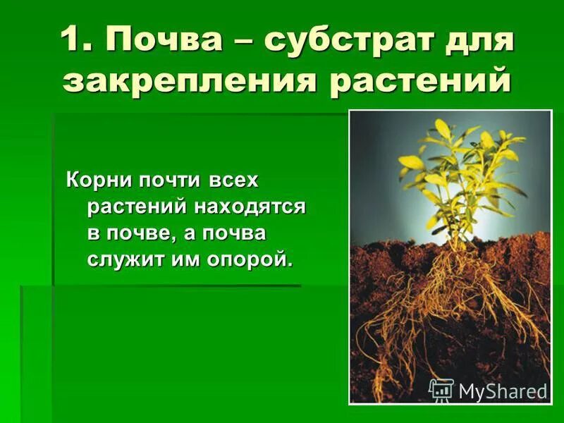 Какое значение имеет растение для почвы. Роль растений в почве. влияние почвы на растения. почва и растения взаимосвязь. роль почвы в жизни растений.