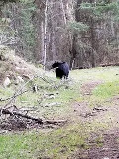 Женщина убежала от медведей
