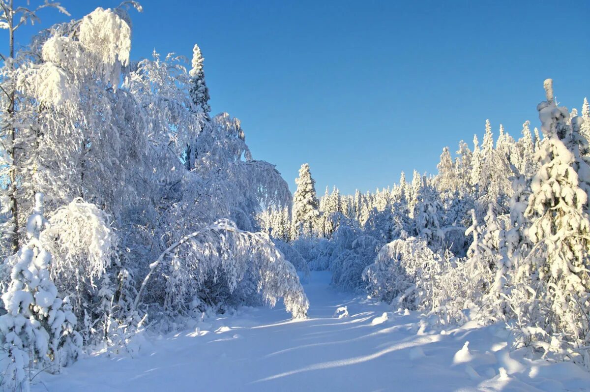 Тени зимующих птиц. Январь весне дедушка. Середина зимы это. 15 января день зимующих птиц россии. Январь зима в разгаре.