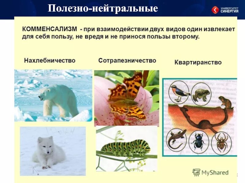 Примеры нейтральных