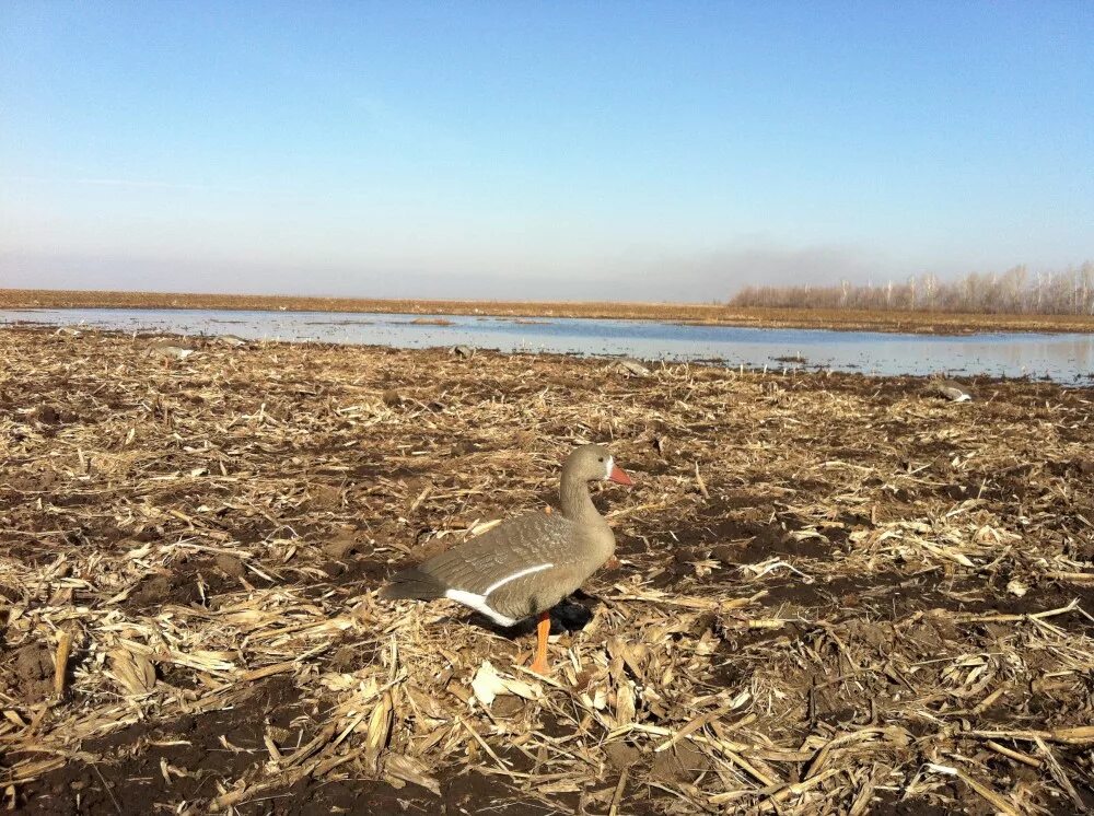 гусь калмыкия