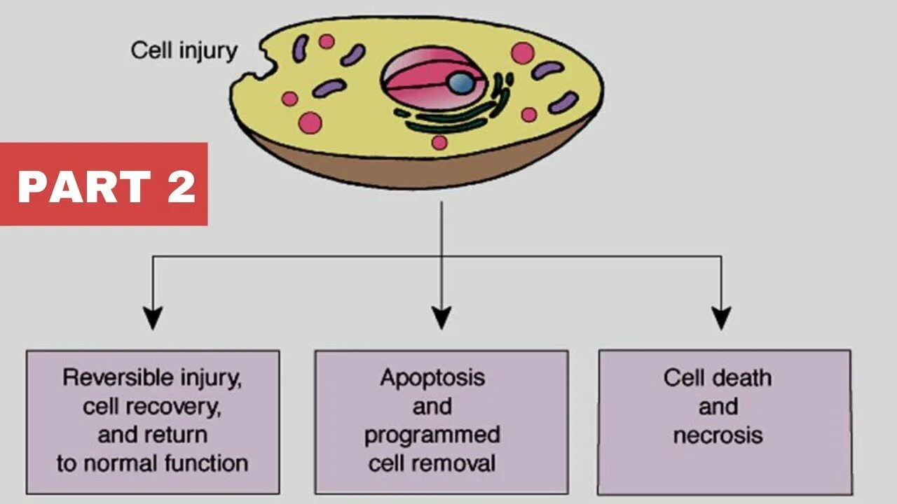 Reversed cell. Irreversible injury and cell death.. morphologic changes in reversible cell injury and necrosis. mechanisms of reversible injury.. general mechanisms of cell injury.