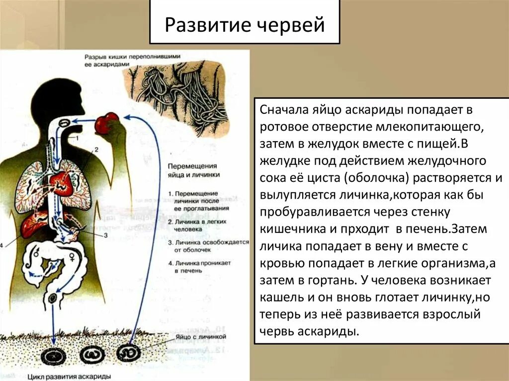 Какой вред могут причинять взрослые аскариды. Схема миграции личинок аскариды в теле человека. Цикл развития аскариды человека. Циклы развития паразитических червей. Цикл развития плоских червей паразитов.