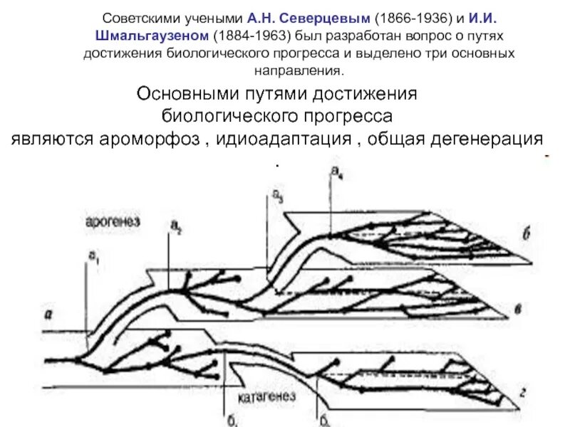 Схема путей биологического прогресса. Схема основных путей биологического прогресса. Схема главных путей достижения биологического прогресса. Схема Северцова. Пути достижения прогресса по Северцову.