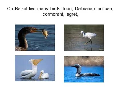 Озеро байкал перевод на английский