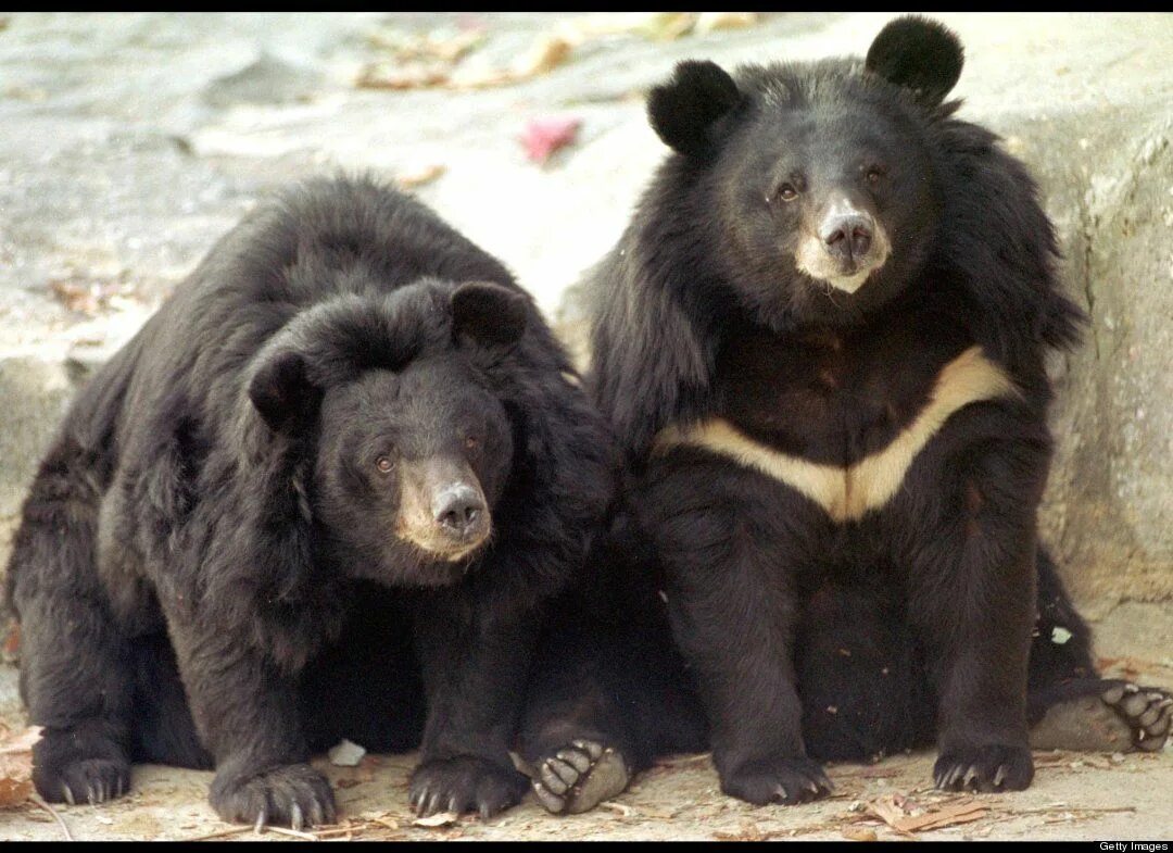 Bear_south. Очковый медведь южной америки. Очковый медведь южной америки. Редкие виды медведей. Реликтовый очковый медведь аргентина.
