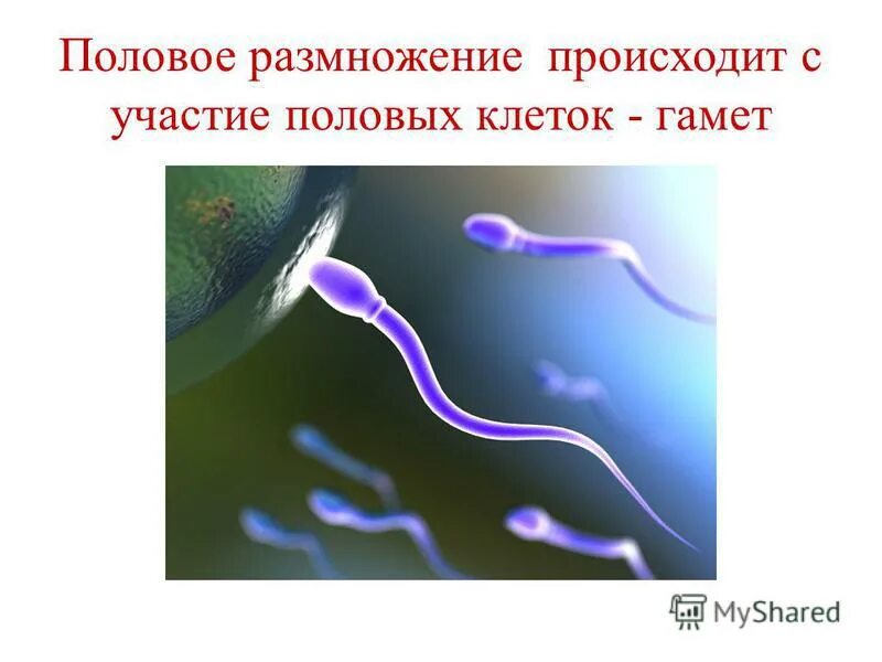 размножение 10 класс биология презентация