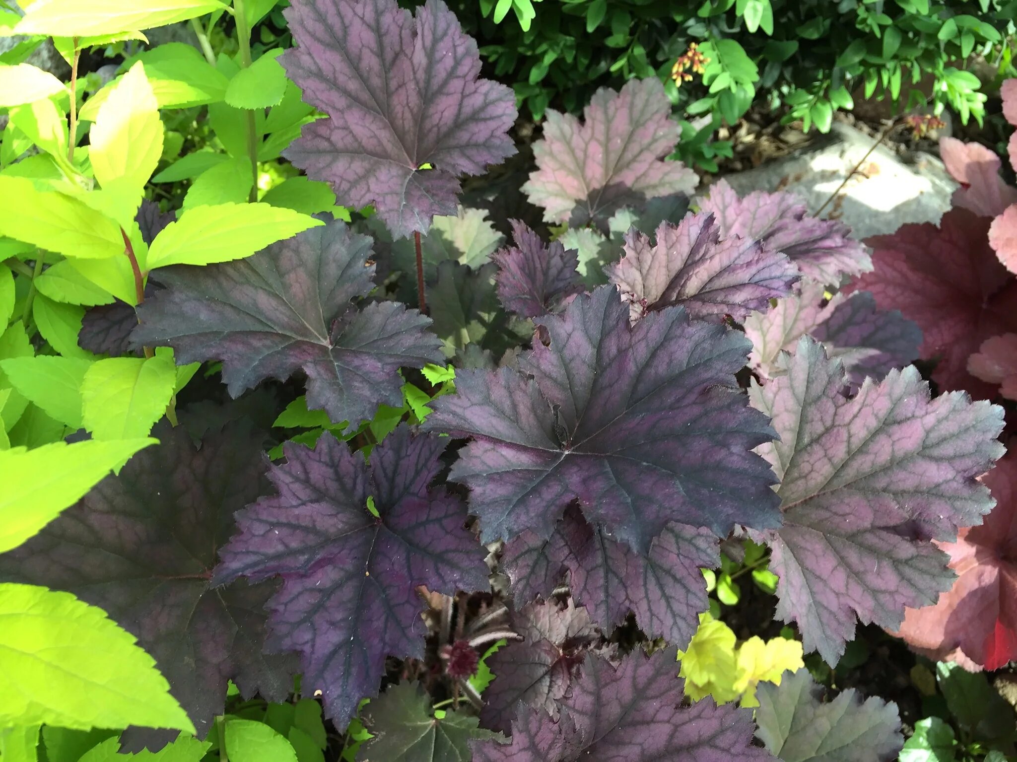 Гейхера фростед виолет. Гейхера фростед вайолет. Гейхера фростед вайолет. Гейхера frosted violet/ фростед вайолет. Гейхера фростед виолет (frosted violet).