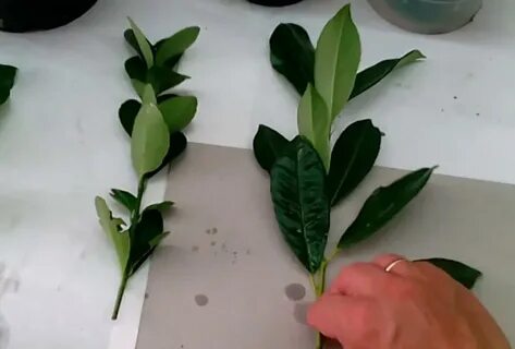 Как сажать лавровый лист